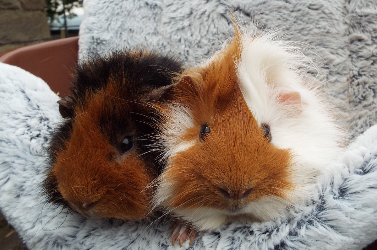 Gary and Cookie (right) need a new home, bonded brothers both 18 months old, their owners were moving into a flat and couldn't take pets. Re-homing details here - bleakholt.org/lancashire-ani… 🐾🐾 #adoptdontshop #gunieapigs #newhome #thursdaythought