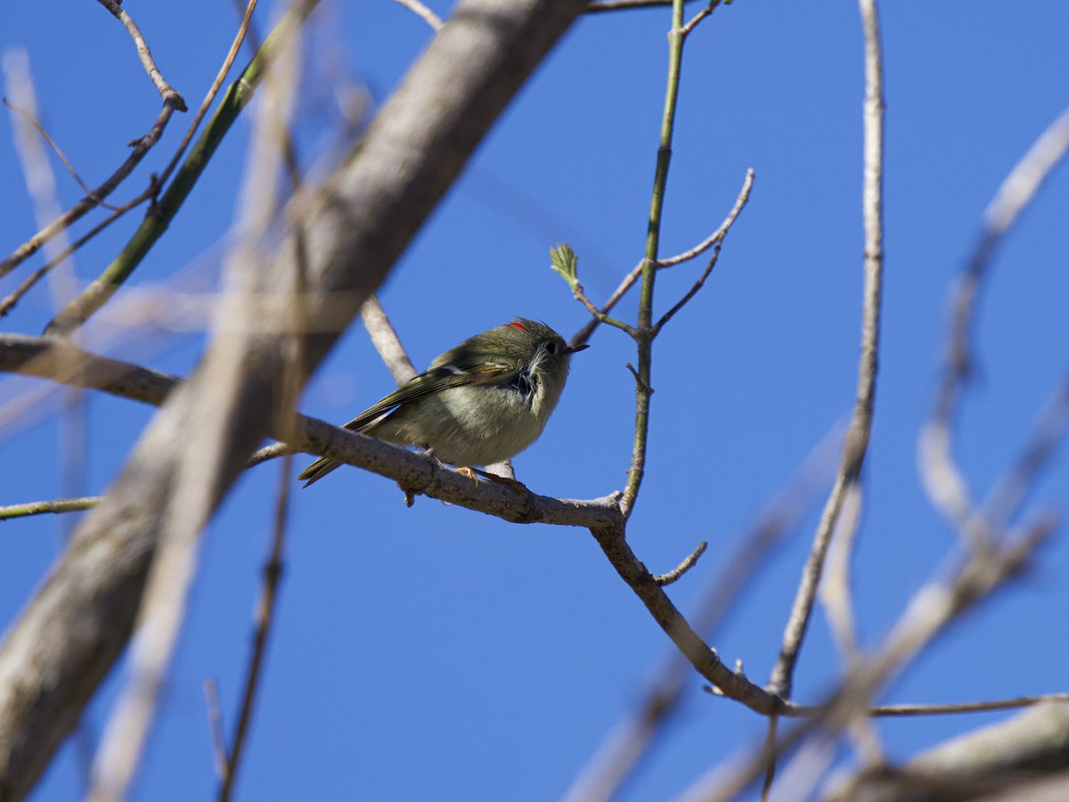 Here’s a cute little Ruby crowned Kinglet, don’t miss the crown😊 #birds #birding #birdsinwild #birdphotography #Smile #twitterbirds #twitternaturecommunity #Canon #twitternaturephotography #IndiAves #Birdsoftwitter #Canonphotography #BirdTwitter #BirdsSeenIn2024 #Shotoncanon