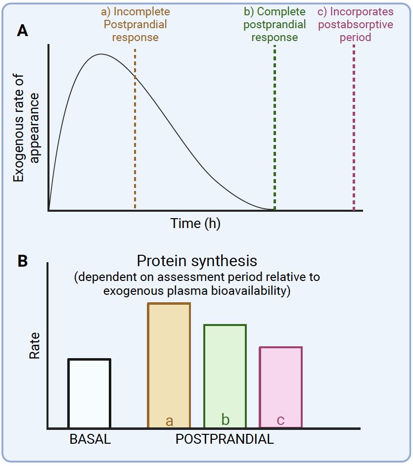 Our new review. Includes discussion on: - methods to assess protein metabolism - impact of the duration of the assessment period - why previous claims of large postprandial decreases in protein breakdown are methodological artefacts. Open-access: frontiersin.org/articles/10.33…