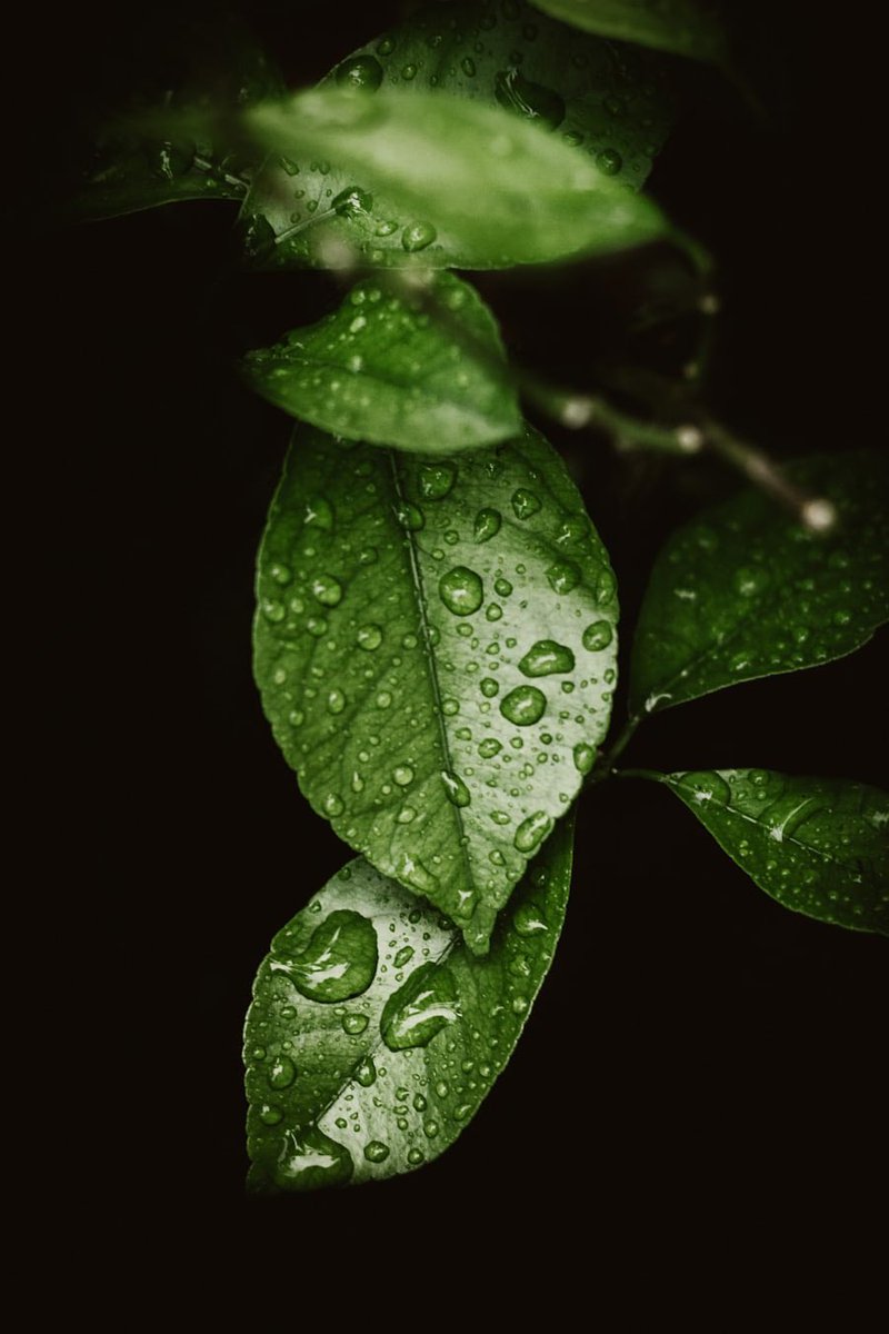 #Only8Words Raindrop tears clinging to juicy greens moistened leaves