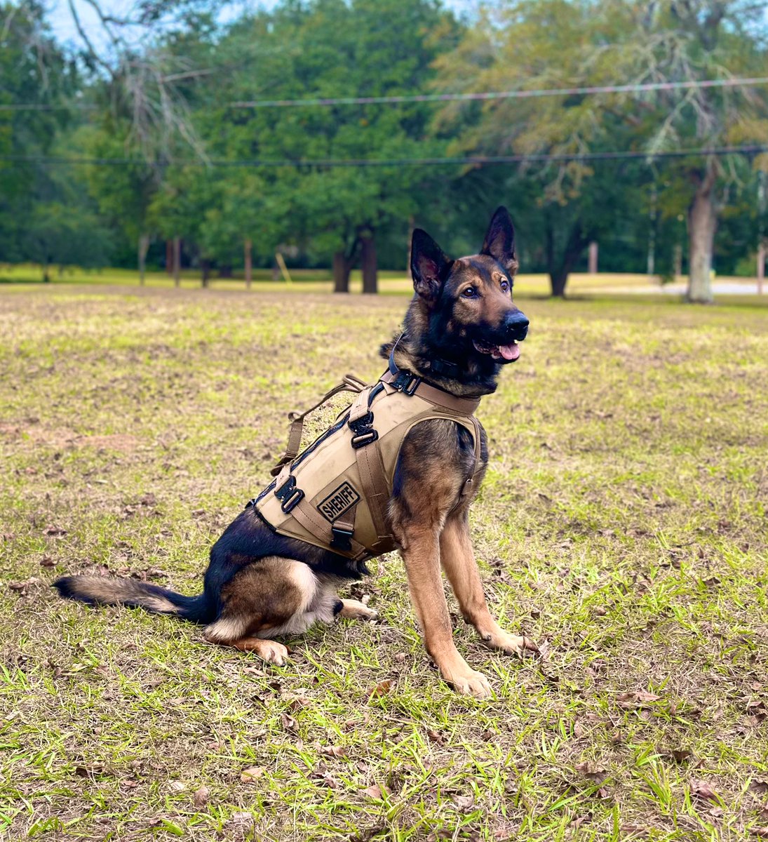 Happy Thursday, everyone! Here’s some K9 Neo love to help start off the day right! 💙💚🤎🖤🩶