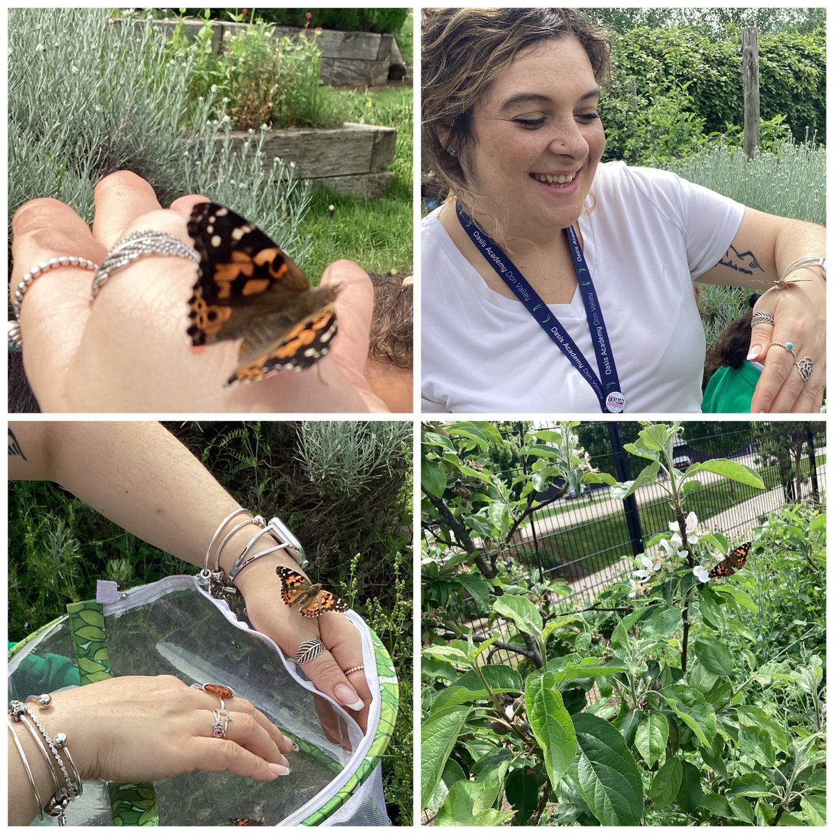 Reception have been learning lots in science! The butterflies who they have observed from being caterpillars have been released! They have remembered a fun fact about how butterflies drink using their tongue! 🐛🦋 #ProudtobeOADV