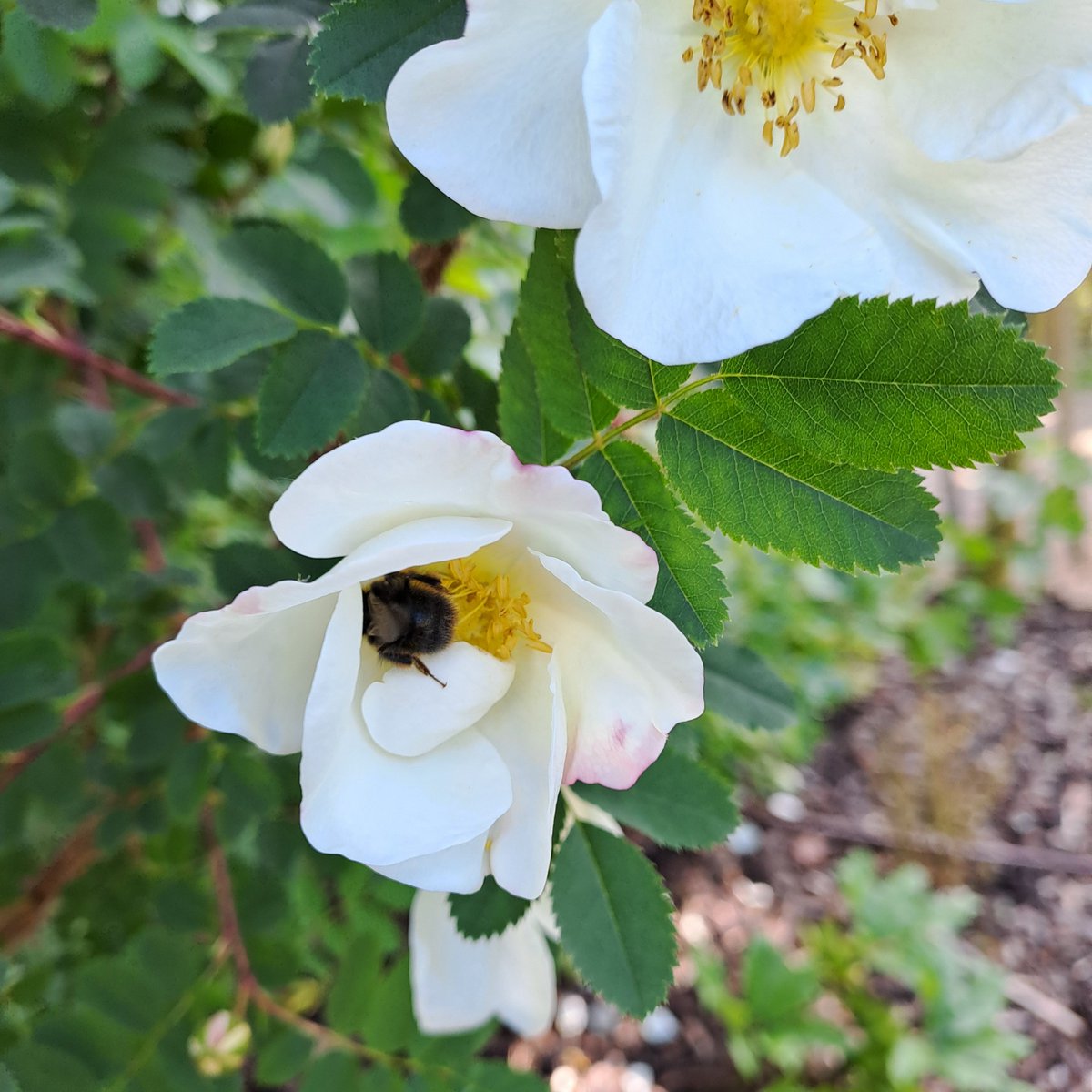 Rosa pimpinellifolia at Prior Park is proving popular with the bees. #WorldBeeDay #SaveTheBees