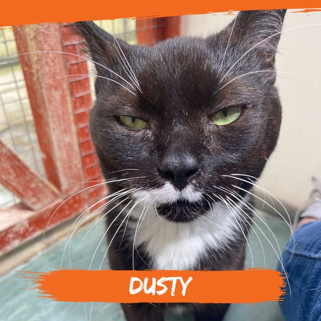 Bury’s Stray Cat Fund tweet media