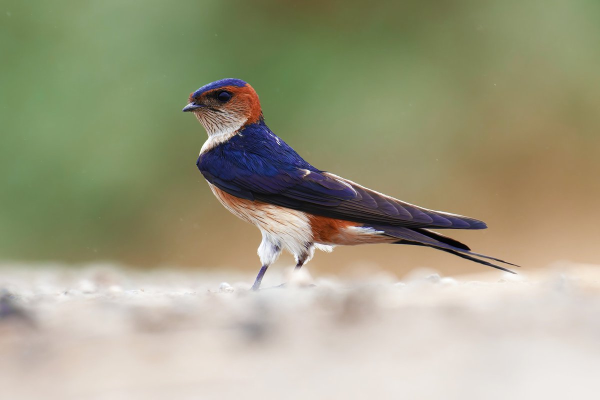 Vivid Feathers and Vitality: The Red-Rumped Swallow's Colorful Communication! 

@pargaien @UKNikon #indiaves @Natures_Voice #ThePhotoHour #BBCWildlifePOTD @AnimalPlanet @DiscoverKorea_ @WildlifeMag @NikonUSA #natgeoindia #BirdsOfTwitter @DiscoverMag #BirdsSeenIn2024 @BNHSIndia