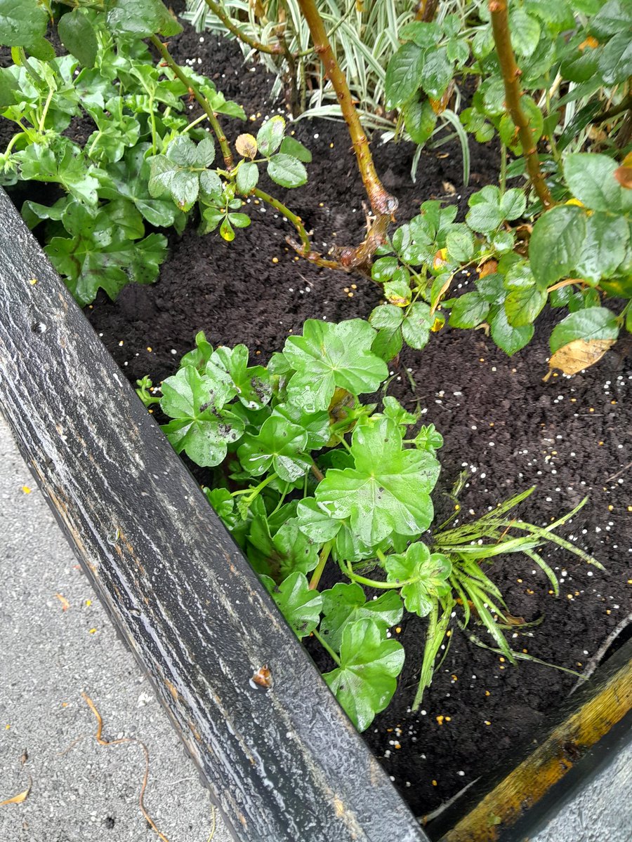 You don't need the watering can today! Volunteer station adopter Fiona and Thalia from the East Suffolk Lines Community Rail Partnership spent some time today planting geraniums and seedlings at @greateranglia #Halesworth.