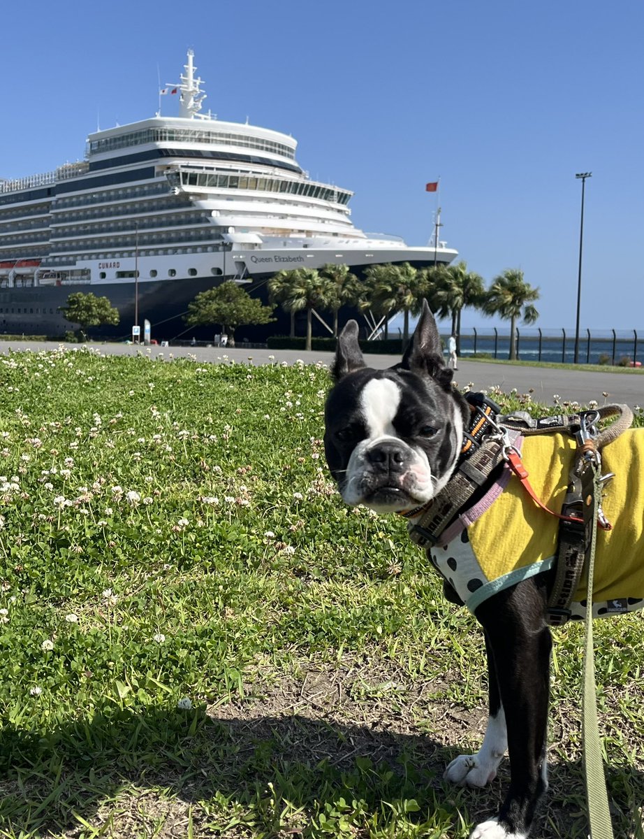 大きな船🚢が入港してたよ✨
あんな大きいのがなんで浮かぶんだろうね🐶❓
＃ボストンテリア ＃犬のいる暮らし ＃豪華客船  
＃bostonterrier