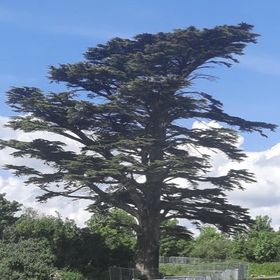 farsaid_fenius's tweet image. #NewProfilePic Save the Clonmel tree.  Save Ireland
#Clonmeltree
#SaveIreland