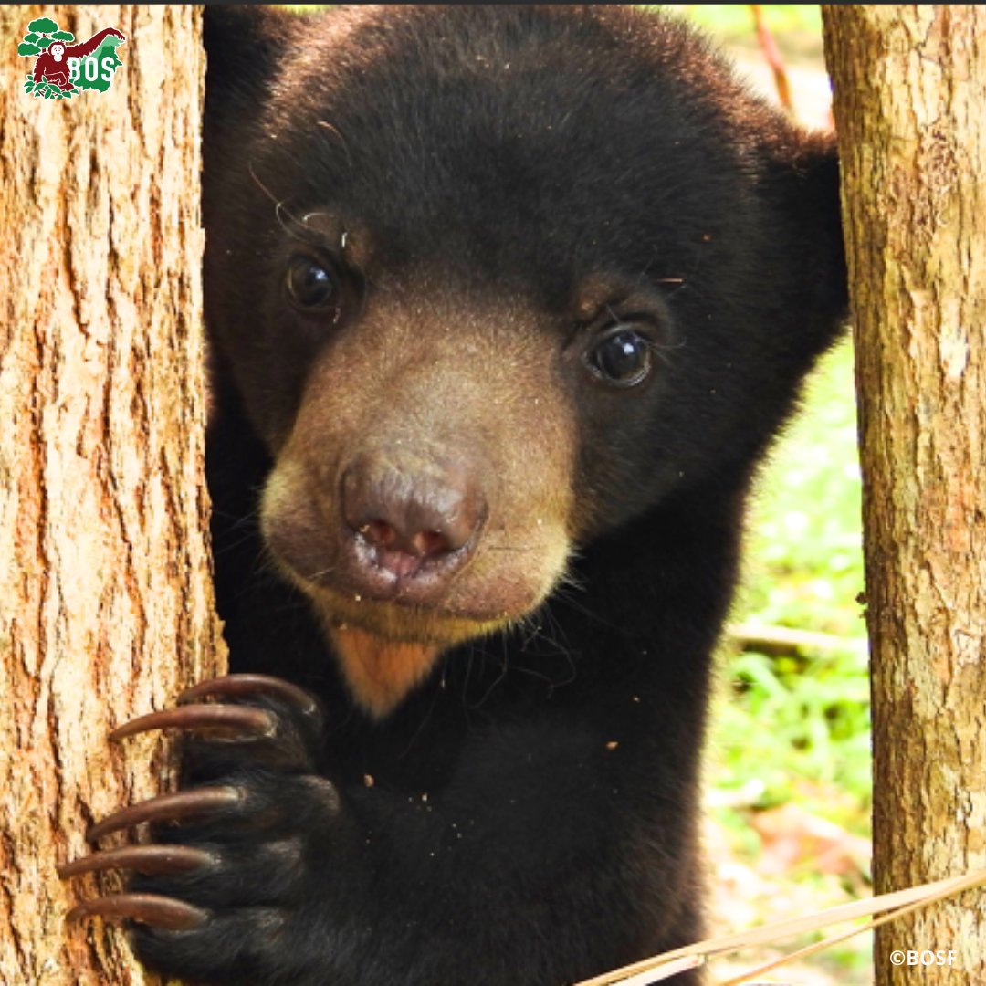 Let's #celebrate the 75 sun bears in our care this International #SunBear Day!

#DidYouKnow you can #HelpUs look after our sun bears by joining our Enrichment #Volunteer Program? 

experienceborneo.org/orangutan-volu…

#saveorangutan #wildlifeconservation