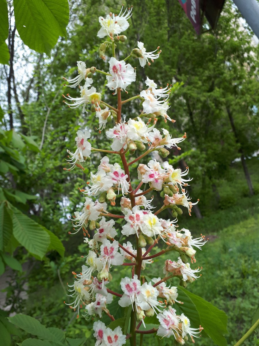 A flowering chestnut tree #Flowers