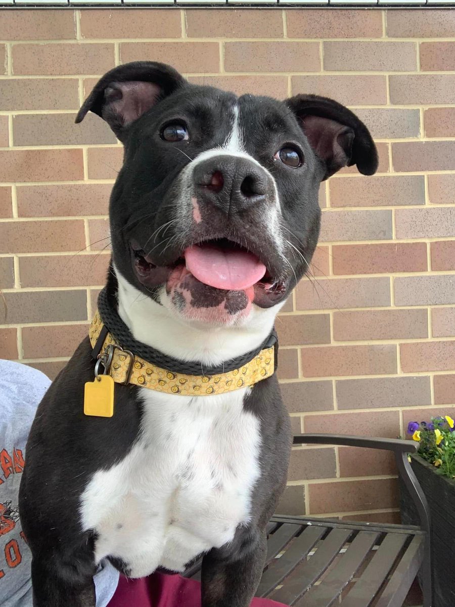 Venus is the jolliest bowling ball on four legs! She's equal parts lovey-dovey lap dog & party pup. On walks, she's known to flop down, enticing you to smother her with belly rubs. Venus is super silly, engaging & overall a joy to spend time with. tinyurl.com/meetacitydog #adoptme