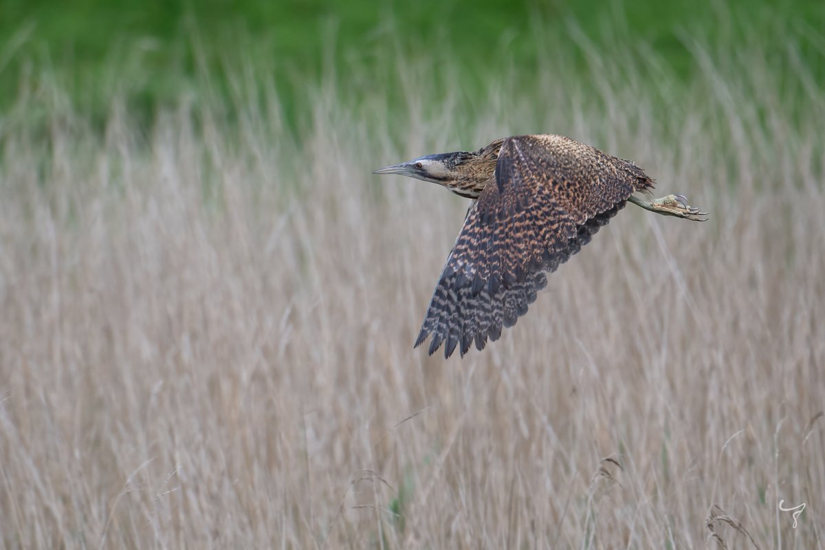 JongejanPhoto's tweet photo. Vandaag opnieuw de #roerdomp gezien en kunnen fotograferen. Er is een duidelijk patroon waar te nemen in het gedrag van deze schitterende vogel. Dat maakt het ook wat makkelijker om hem te fotograferen. #natuurfotografie #cameramee @vogelnieuws https://t.co/haBOSj10YU