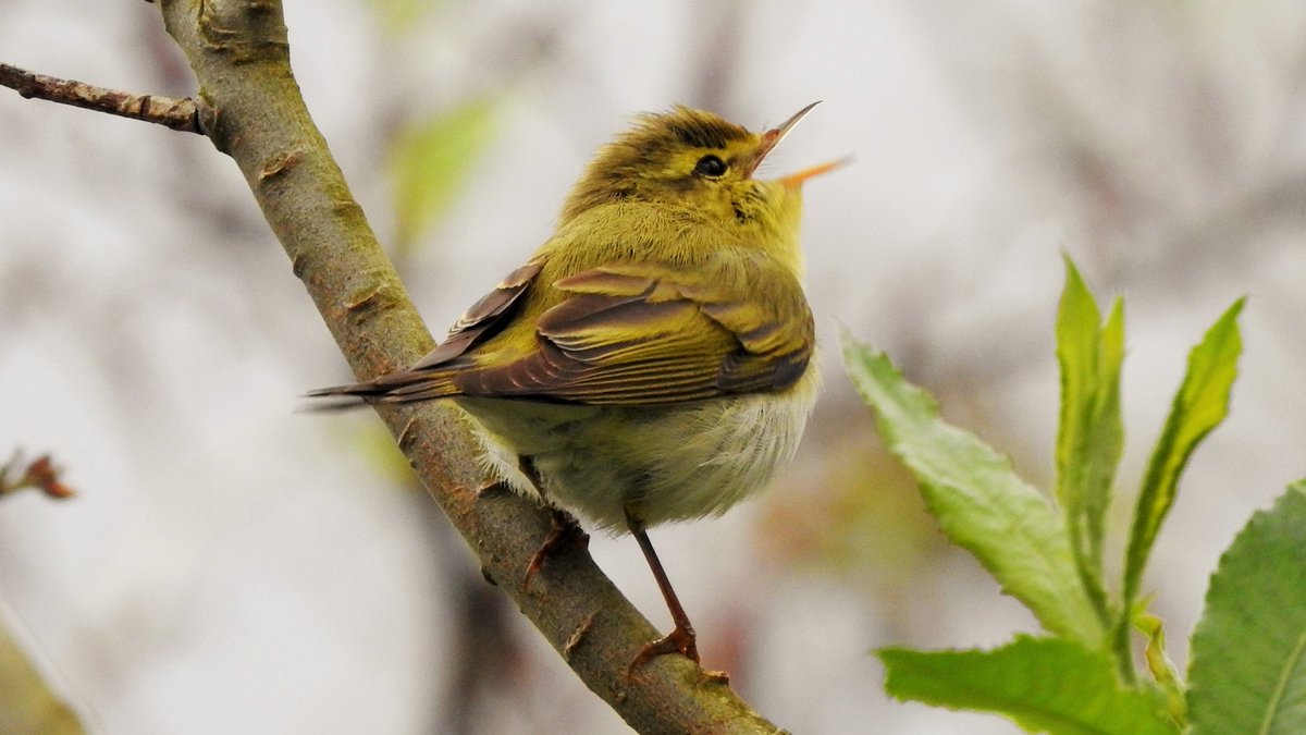 Another nice arrival of migrants on Barra this morning. Our third Wood Warbler of the spring was belting out song beside the pitch at Castlebay, Lesser Whitethroats were singing here and at Nask and Spotted Flycatchers were scattered around the island.