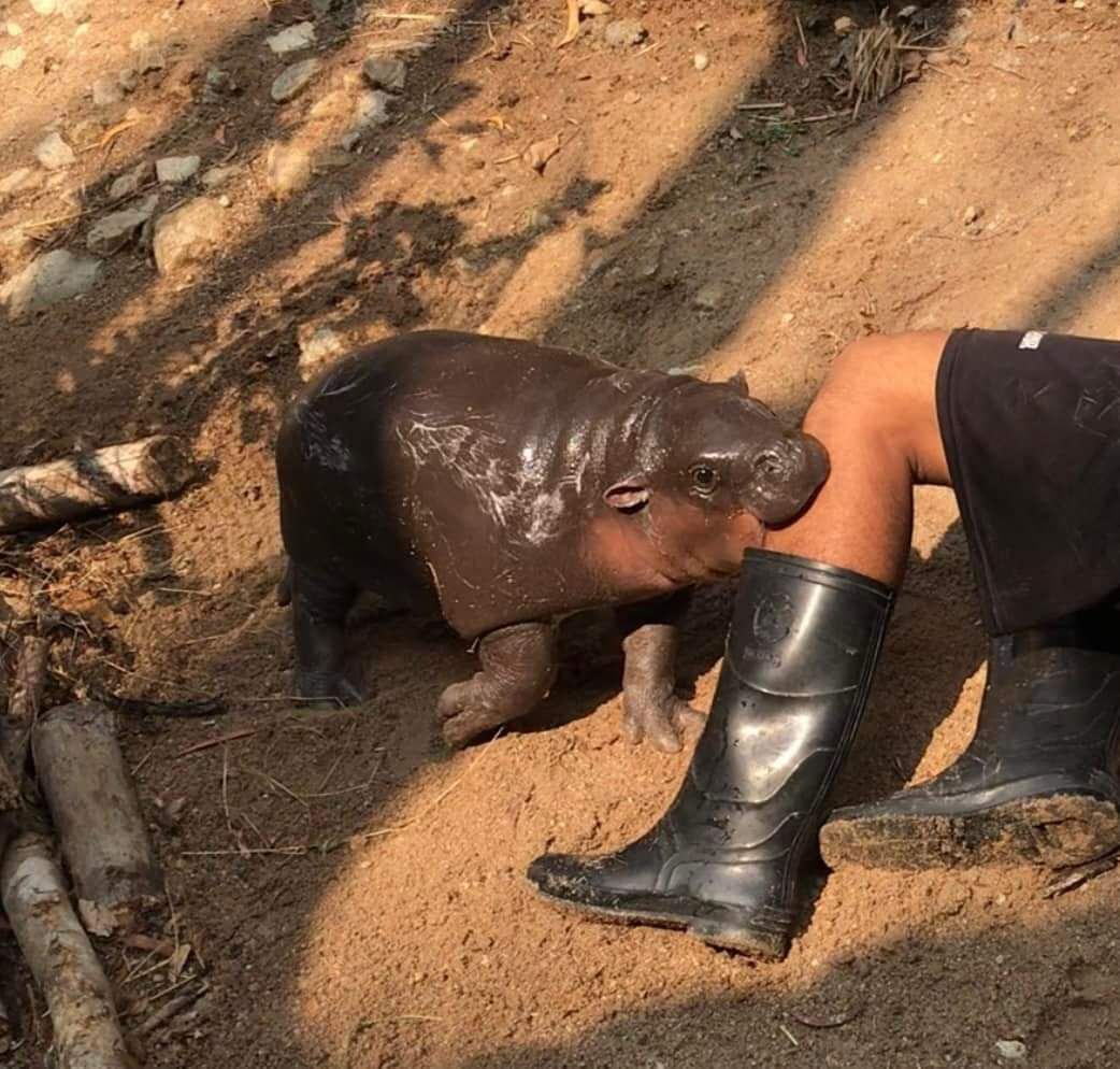 brutal hippo attack caught on camera