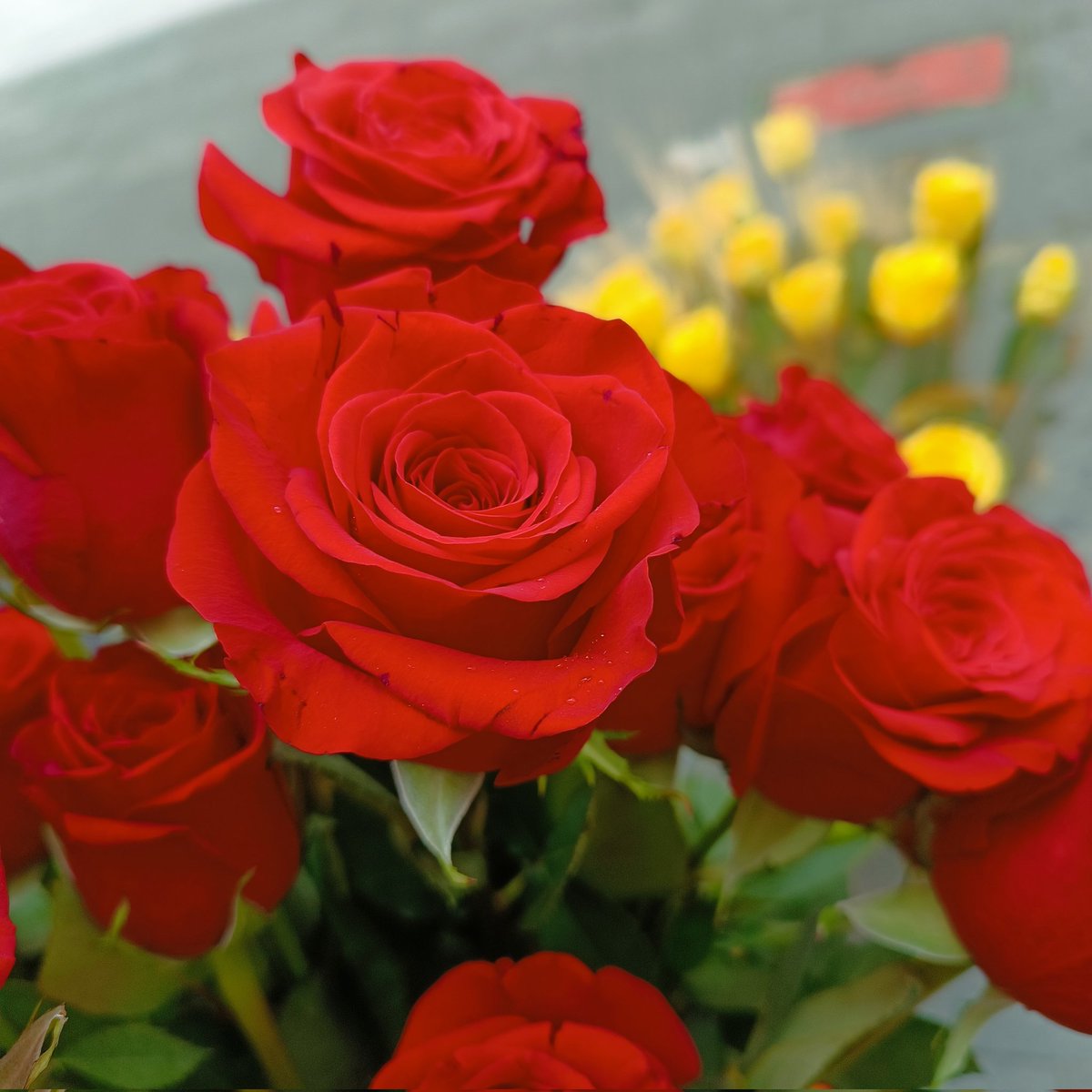 CorellaTej7982's tweet photo. #feliztarde #buonasera #Origin #flowers #gorgeous #red #redroses #rosas #rosasdemayo #mayroses #maybe #gardens #rouge #jardin https://t.co/zzvr8oMHpp