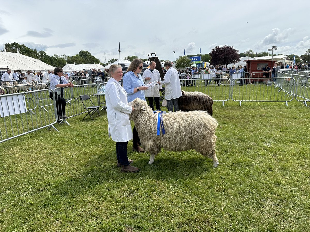 At the Devon County Show - White-faced Dartmoors and Devon and Cornwall Longwools