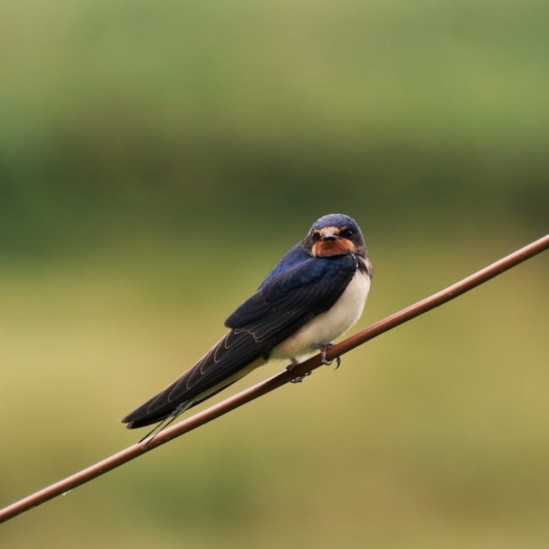 Swallows arrive in the UK to nest and breed from the end of February. They feed on small insects, and use mud to build their cup-shaped nests. Swallow numbers have declined across Europe since 1970, in line with insect loss. #insectsmatter