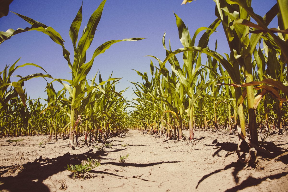 Throwing it back to 1989! Discover how 'core collections' act like the #VIP section for crops, a way to preserve diversity and breed resilient plants for tomorrow's challenges 🌱🌾 #ThrowbackThursday #CropScience #PlantDiversity @CanJPlantSci
ow.ly/7KIy50RF59S