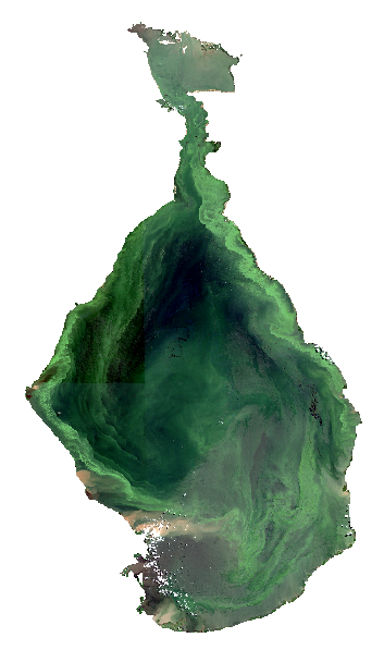 🛰️Imagen del Sentinel-2 L2A en color verdadero (B4,B3,B2) del 19/06/2023, revela claros signos de eutrofización en el Lago de Maracaibo: una proliferación masiva de algas, consecuencia del exceso de nutrientes debido a la contaminación del cuerpo de agua.