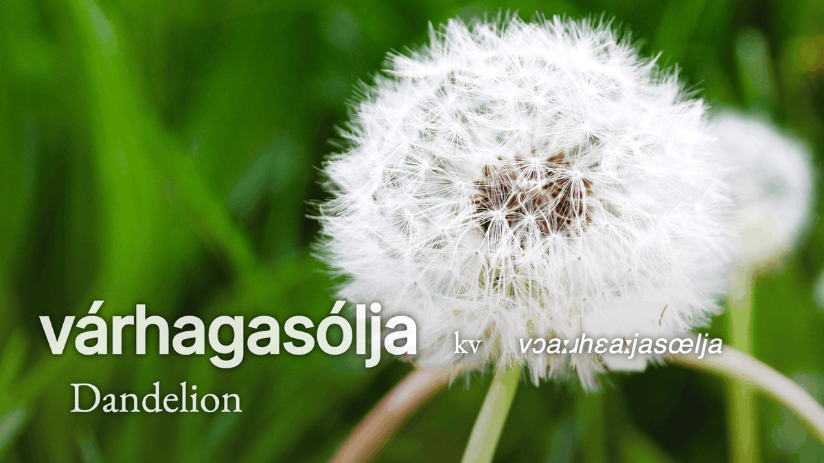 #Dandelion (#várhagasólja) is known for its yellow #flower heads that turn into silver balls. Common in the #FaroeIslands is #Taraxacum faeroense with bluish grey-green leaves

Its #Faroese name can be translated as spring (vár-) wild (haga) buttercup (sólja)

#flora #føroyskt