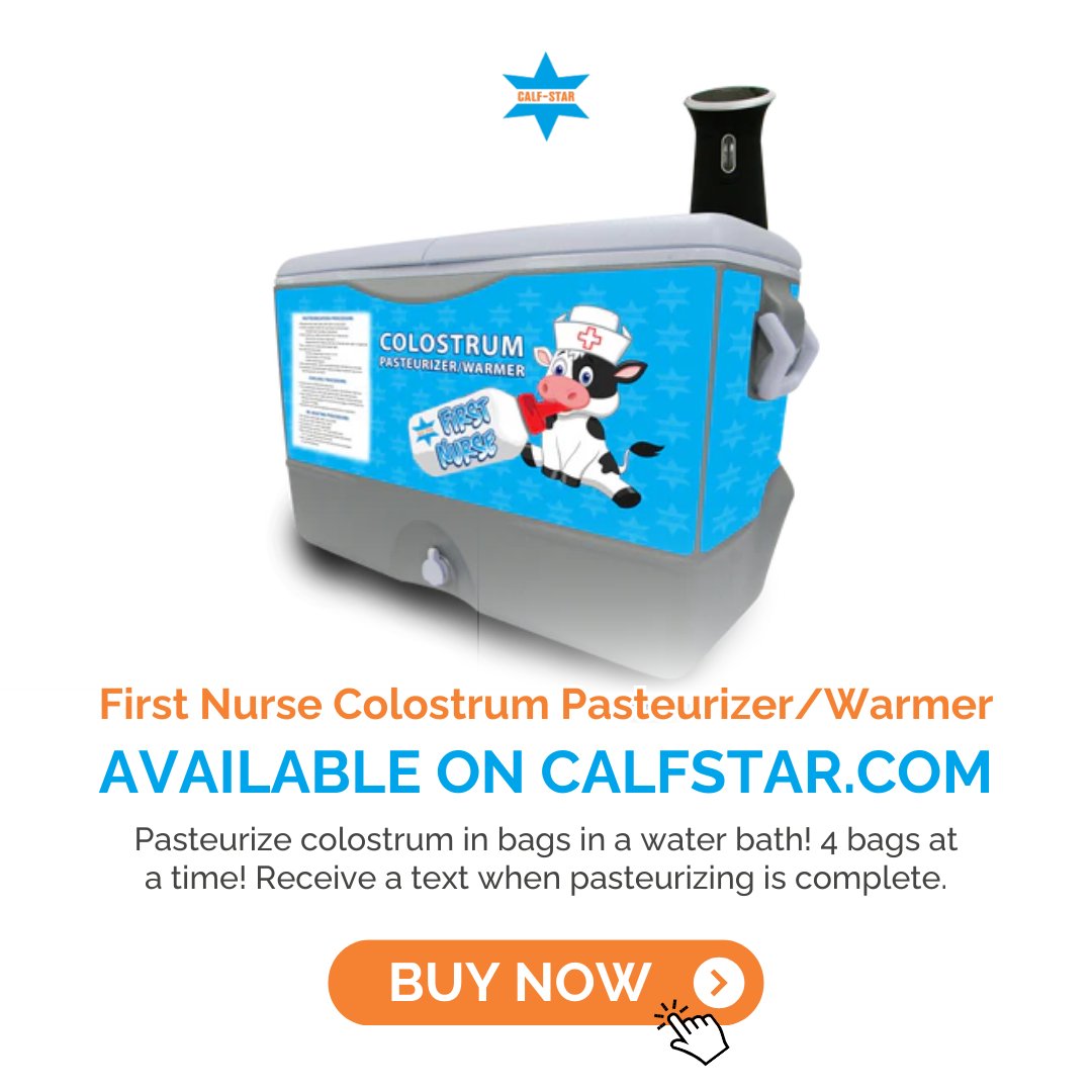 Calf Star tweet media