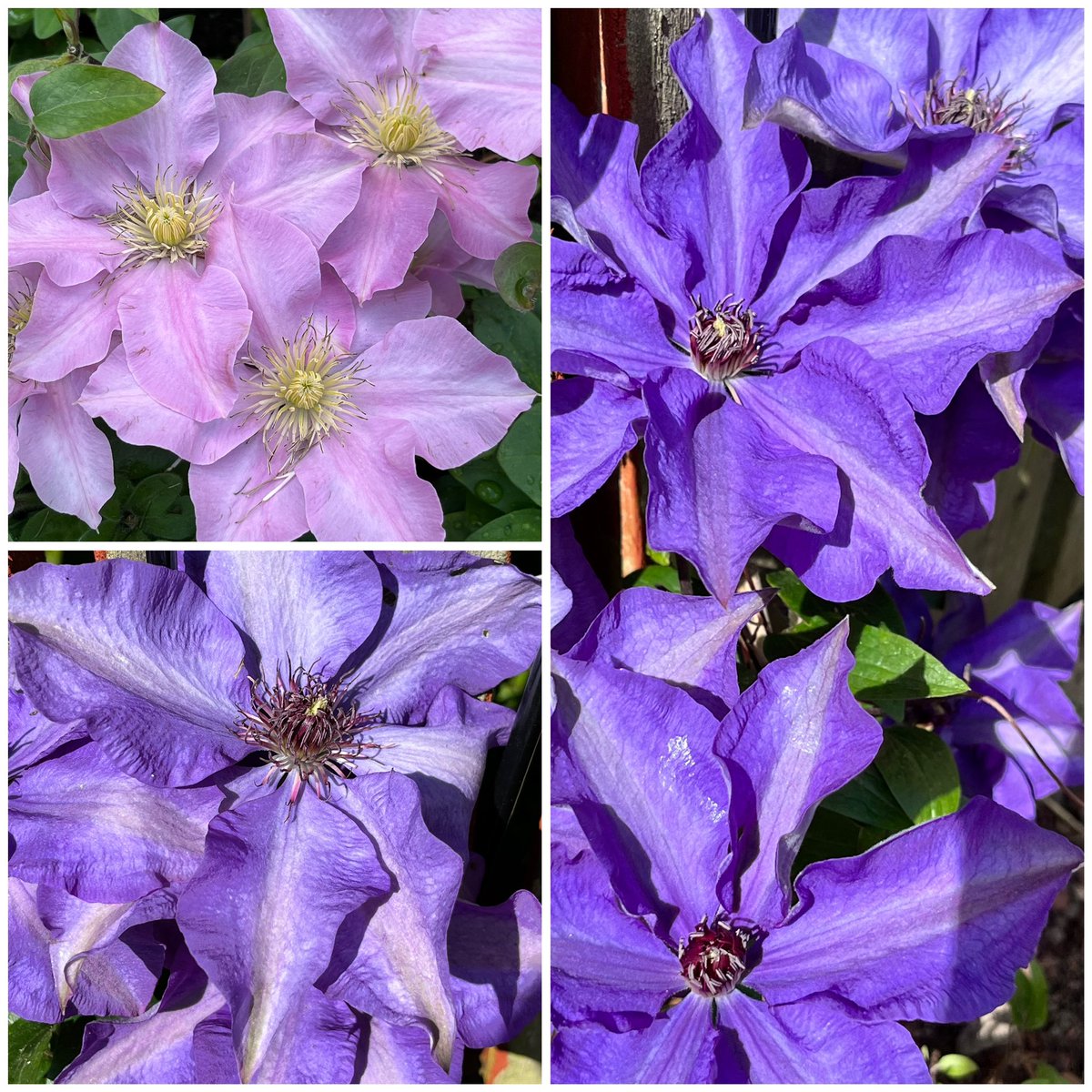 Clematis flowers bringing colours and happiness into the garden. #MyGarden #ClematisThursday Happy Thursday.