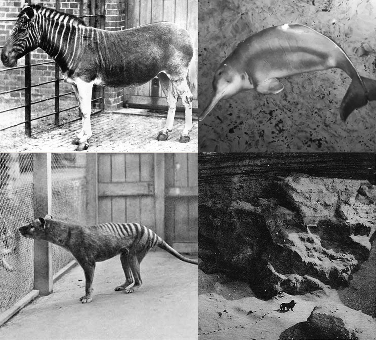 sanstitre2000's tweet image. There's something about photos of last known individuals that just absolutely atomizes my insides