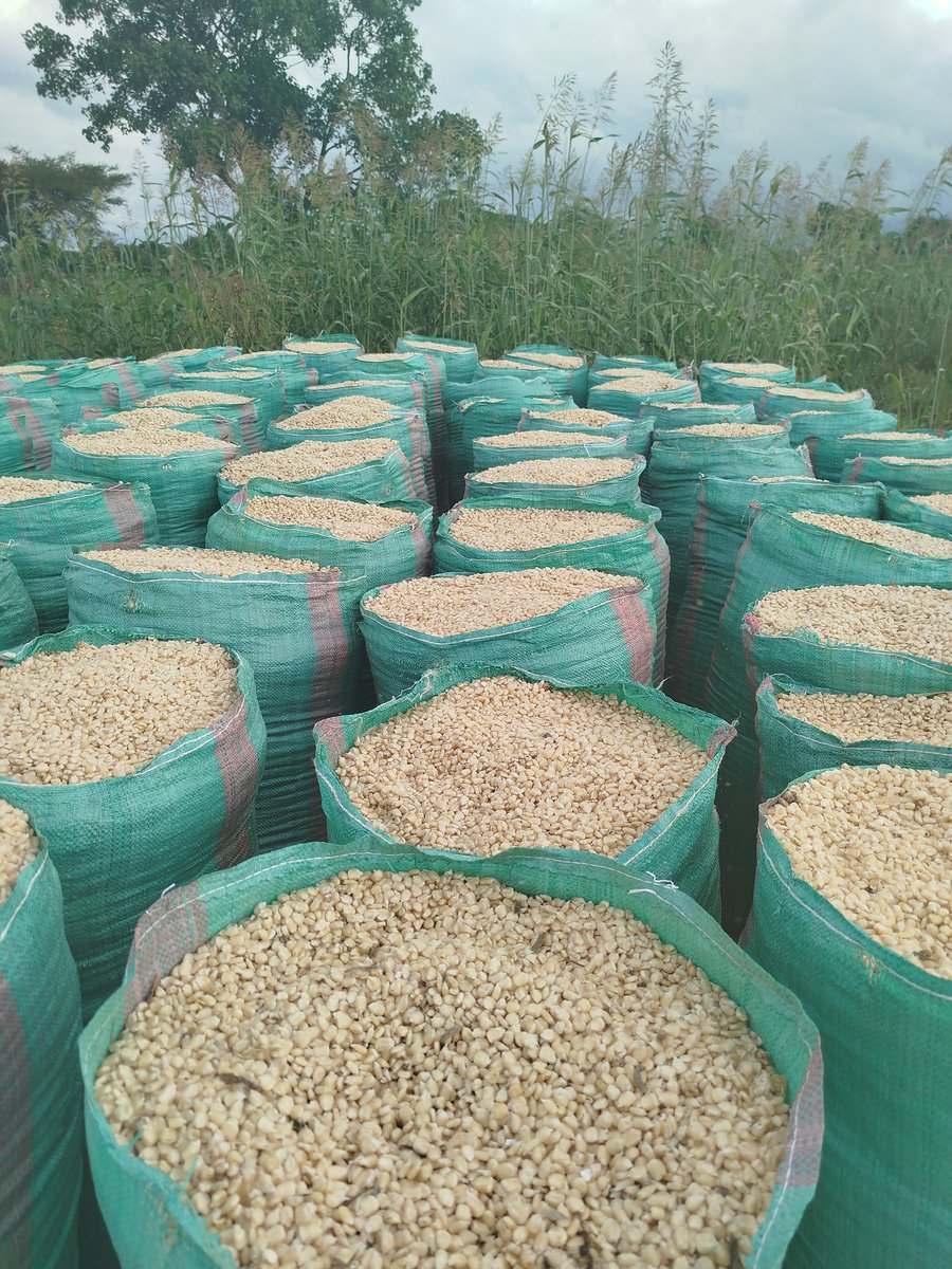 Maize farming 👌🏿💃🏿
#Farming
#farmers
#womeninagriculture
#maizefarming