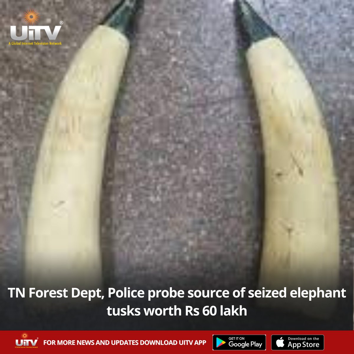 Authorities in Tamil Nadu are cracking down on wildlife crime! The Forest Department and Police are investigating the source of seized elephant tusks worth Rs 60 lakh. 🐘 #WildlifeCrime #TamilNadu #Elephants #Forestdeparment