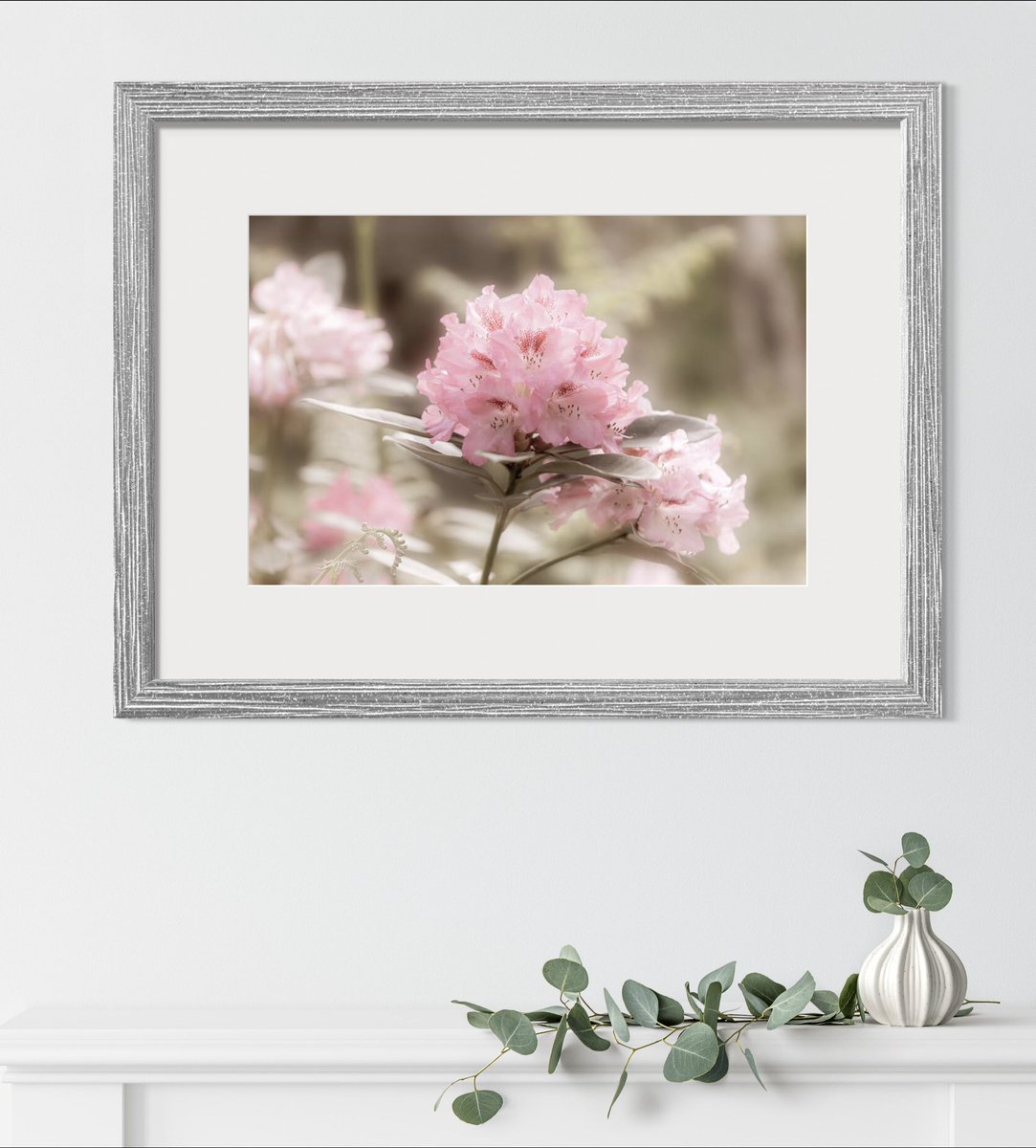 Delicate Rhododendrons

HERE: 5-tanya-smith.pixels.com/featured/delic…

#WallArtDecor #wallartforsale #PhotographyIsArt #floralphoto #FillThatEmptyWall #BuyIntoArt #giftideas