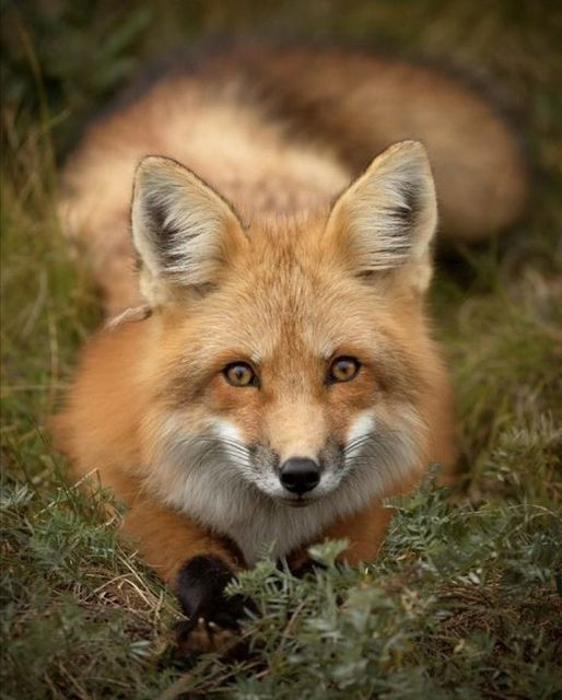 #Foxes #FoxLovers 🦊❤️