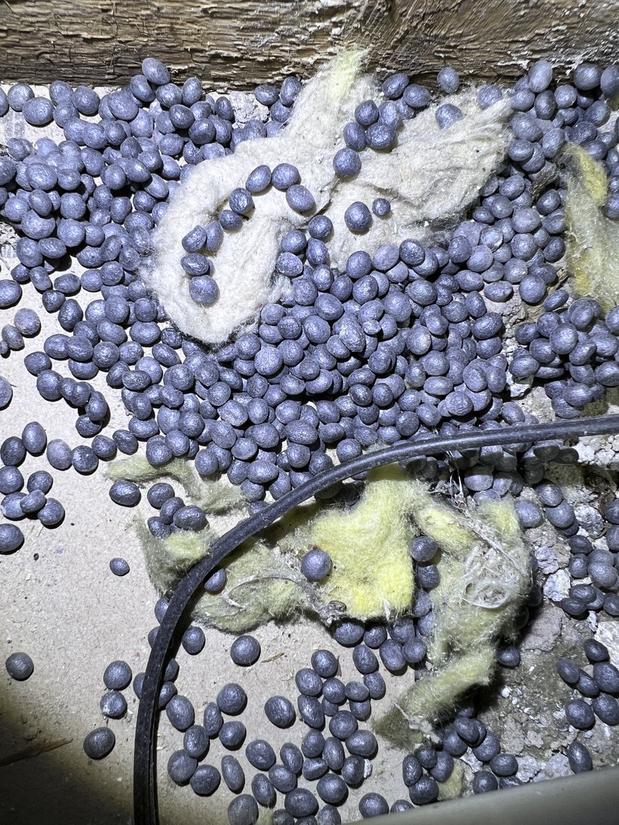 At first I assumed these beasties in a bungalow loft in Bilton were fatter rat or mouse droppings, but in fact it is a type of cavity wall insulation. Every day's a school day! #surveyors #RICS #rpsa #eastyorkshire #hull #easthull #kingstonuponhull #bilton #estateagentsuk