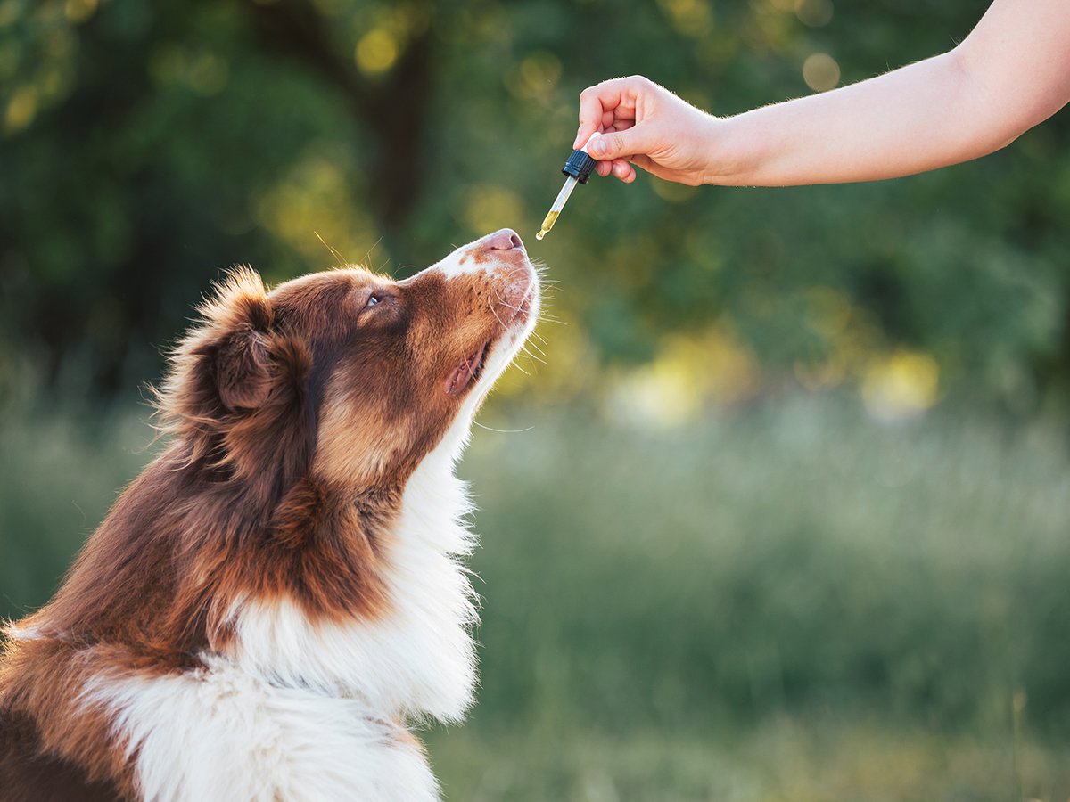 In this week's Pet Talk, Dr. Amy Savarino, chief pharmacist for the Texas A&M Veterinary Medical Teaching Hospital, explains how owners can evaluate CBD products for their pets to ensure they are choosing a safe and effective option: vetmed.tamu.edu/news/pet-talk/…