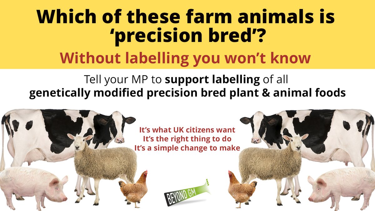 New UK laws will allow unlabelled genetically engineered foods made from precision bred animals. This = more factory farms, poorer animal welfare & an untested human food source. Want to avoid? Tell your MP they must be labelled! #foodsafety #animalwelfare beyondgm.eaction.online/labelpbos