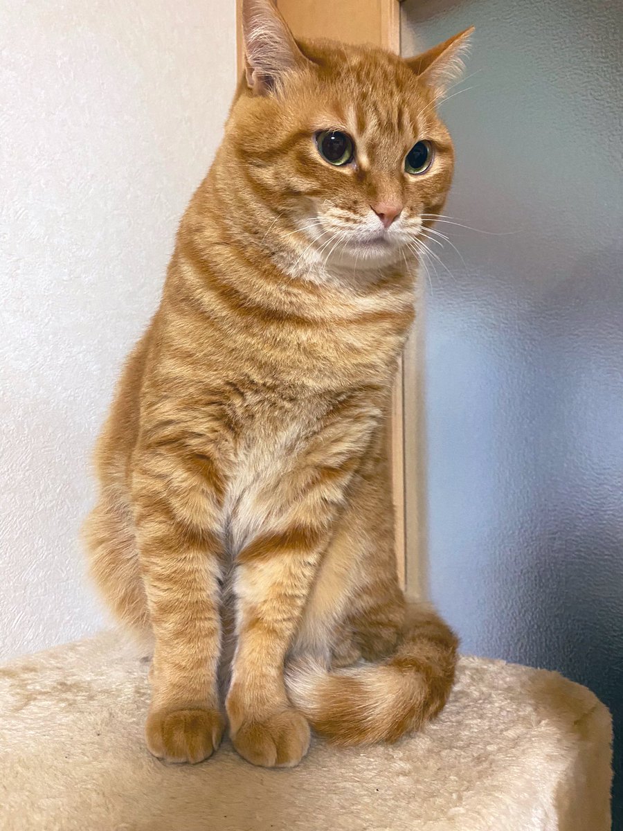 もふりたい🤤🎀 #猫 #cat #茶トラ猫 #ナビちゃん