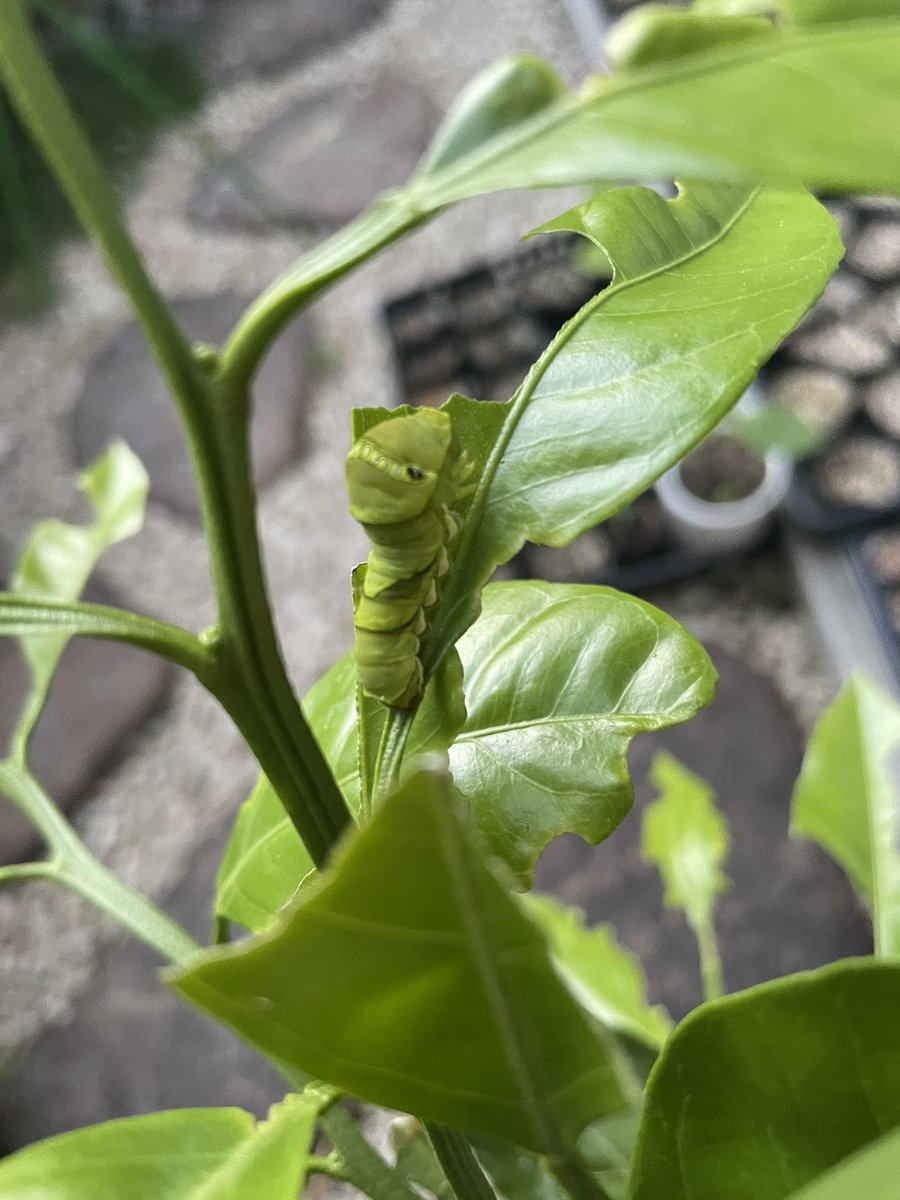 【閲覧注意⚠️】🐛
レモン🍋の苗でスクスク成長
だがしかし、昨日から見かけない…最終変体だからあとは繭🦋になるだけなのだが…
🐤食べられちゃったか？それとも🐝か？🧐
＃ナミアゲハ
＃チョウチョ