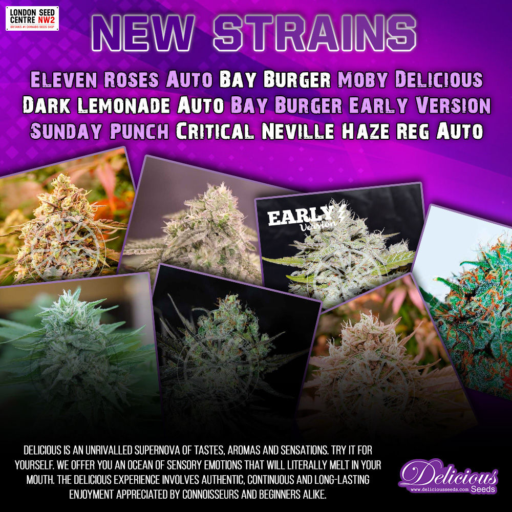 New strains from Delicious Seeds.

ow.ly/ytuv50RI4Ja

#londonseedcentre #cannabisseeds #cannabis #weedstagram #deliciousseeds