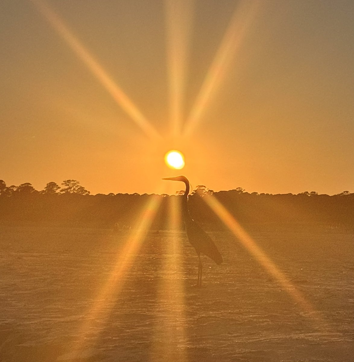 I Live For The Sun 🧡 Dauphin Island, Alabama #BlueHeron #Photography #Sunburst #Weather #Sunset #Sunrise #Sun @spann @RealSaltLife @NWSMobile @Kelly_WPMI @ThomasGeboyWX @PicPoet @MyRadarWX @ThePhotoHour @weatherchannel @StormHour @DauphinIslandSM