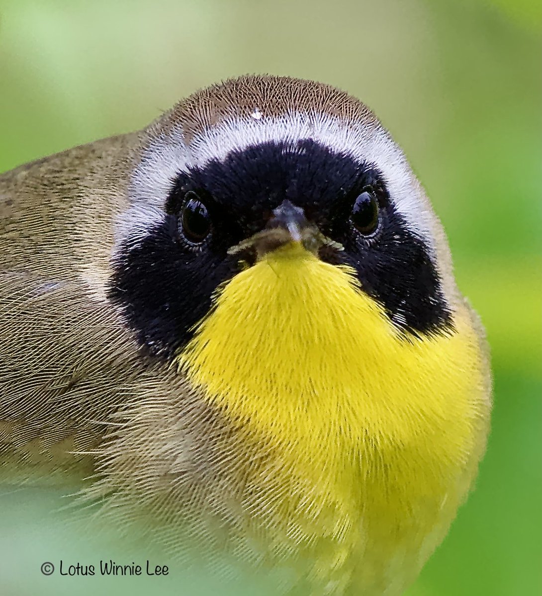 Another portrait of the male Common Yellowthroat Warbler in the rain @GreenWoodHF #commonyellowthroatwarbler #commonyellowthroat #warblers #birdwatching #wildlife