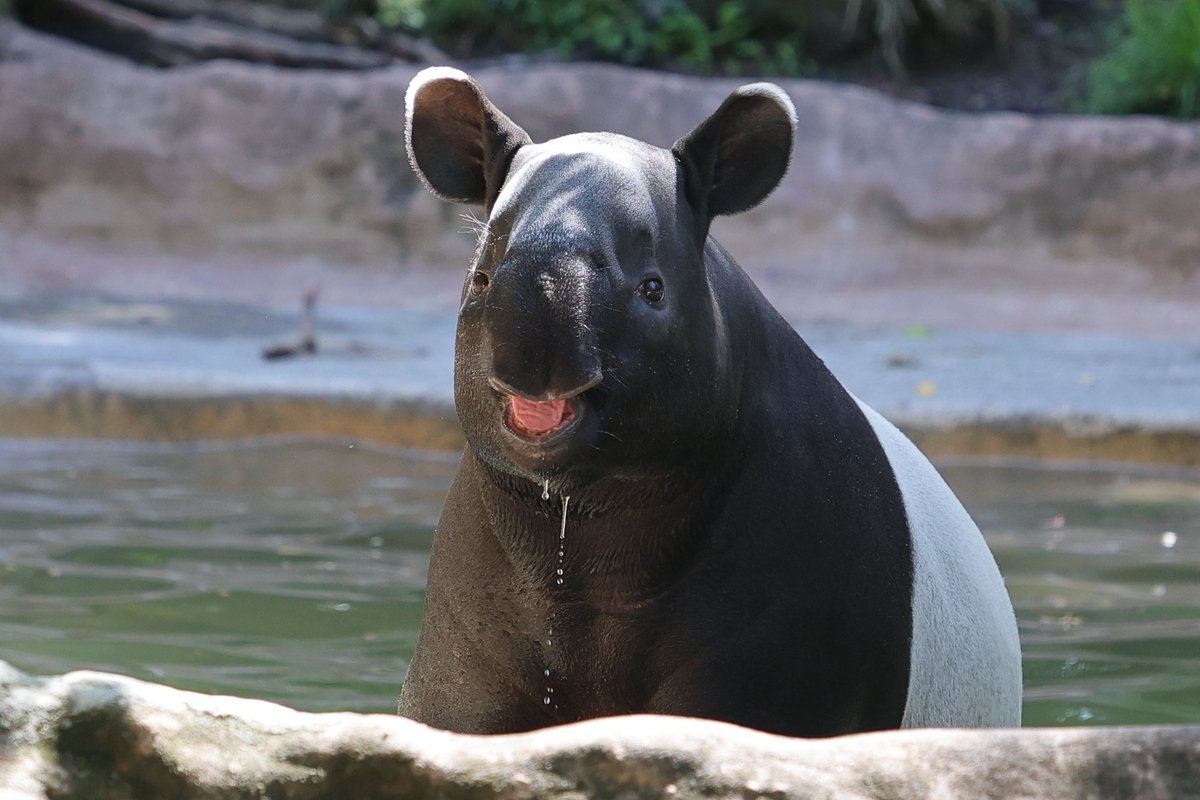 水も滴るかわいいひでお💕
20240516 thu
#ズーラシア #zoorasia #よこはま動物園
#マレーバク #ひでお #tapir