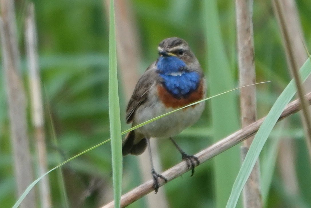 Polders Poelgeest NL dull humid morning N wind. The pair of bluethroat have been very discrete but may have young as the male decided to sing again a new male found early am was more elusive singing from thick cover  first fledged starlings, blue tits & chiffchaff today