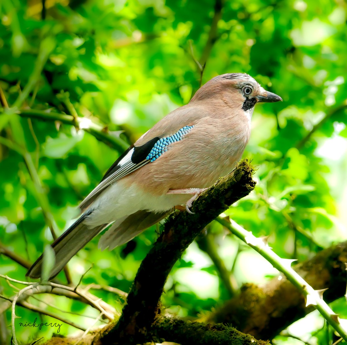 Another shot of the Jay at the stone bridge 12/5/2024. #Twitternaturecommunity #TwitterNaturePhotography #birdwatching #birding #ThursJay #NatureTherapy🏴󠁧󠁢󠁷󠁬󠁳󠁿