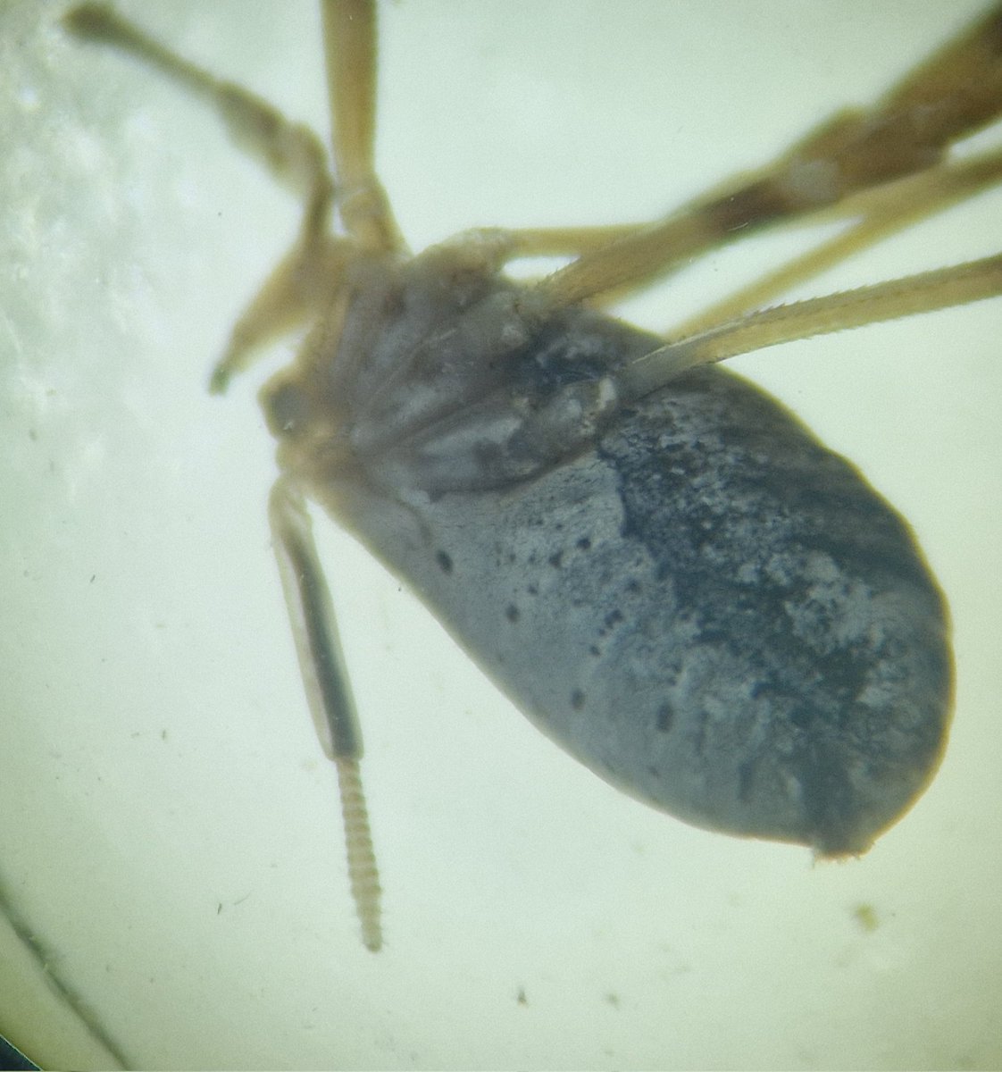 Sometimes harvestman ovipositors/penises pop out when specimens are preserved and they are HUGE! All the better for reaching their mate or damp crevices to lay eggs. 
@BritishSpiders #arachnids #harvestmen #opiliones