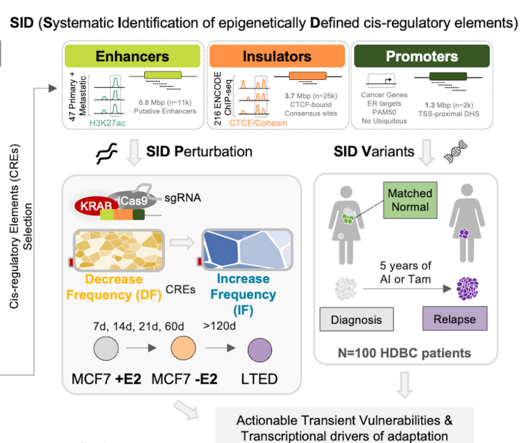 Now online in @CD_AACR: A Functional Survey of the Regulatory Landscape of Estrogen Receptor-Positive #BreastCancer Evolution - Iros Barozzi, Giorgio Galli, @MagnaniLab_ICR and colleagues @MedUni_Wien @Novartis @ICR_London doi.org/10.1158/2159-8…