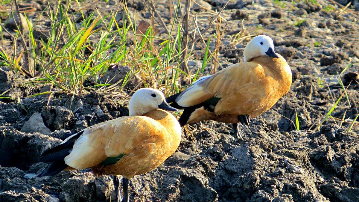 #Birds #birding #natgeoIndia #twitterbird #birdsoftwitter #TwitternatureCommunity #waterbirds Ruddy Shelduck. Striking Colours and often found around saline lakes; also reservoirs and agricultural fields. @IndiAves @Avibase @worldbirds32