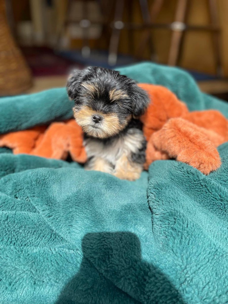 dontaijaaa's tweet photo. Hey y’all !!! I got a new litter of Yorkie teacups in !! If your interested or have eny questions just dm me !! Also guys please retweet thanks !! Also messages for more pics !!! https://t.co/6FkOS0SBsQ