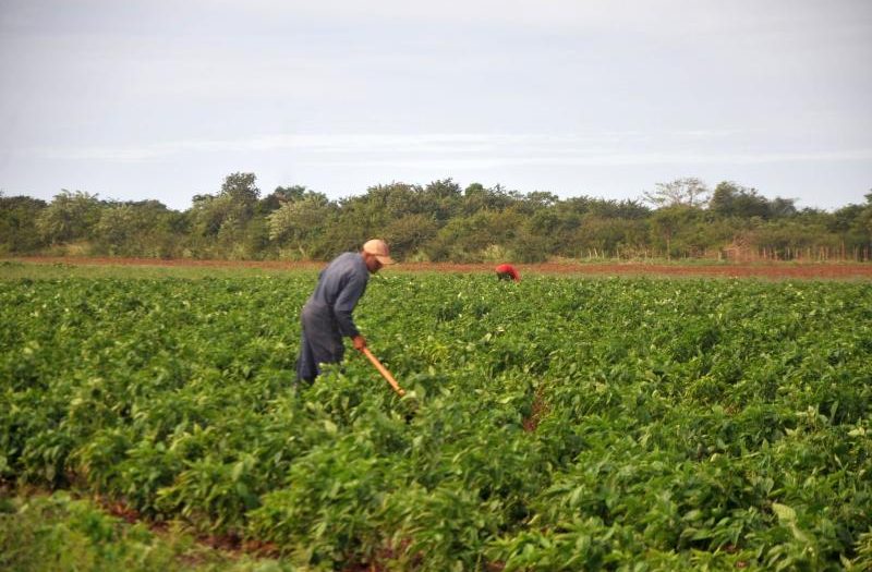 Voy al encuentro con jóvenes que hacen producir la tierra en Sancti Spíritus, la provincia sede del acto nacional por el Día del campesino en el aniversario 65 de la firma de la Ley de Reforma Agraria.