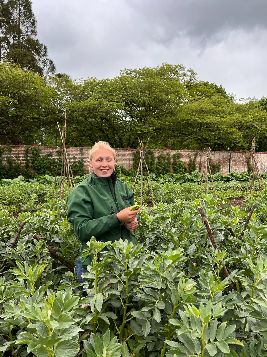 Exciting volunteer opportunities in our Kitchen Garden🌿

Work with our Kitchen Gardener to learn modern and traditional gardening techniques like crop rotation, biological controls, no-dig beds and more.

Apply today: doddingtonhall.com/volunteer

#volunteering #doddingtonhall #foods
