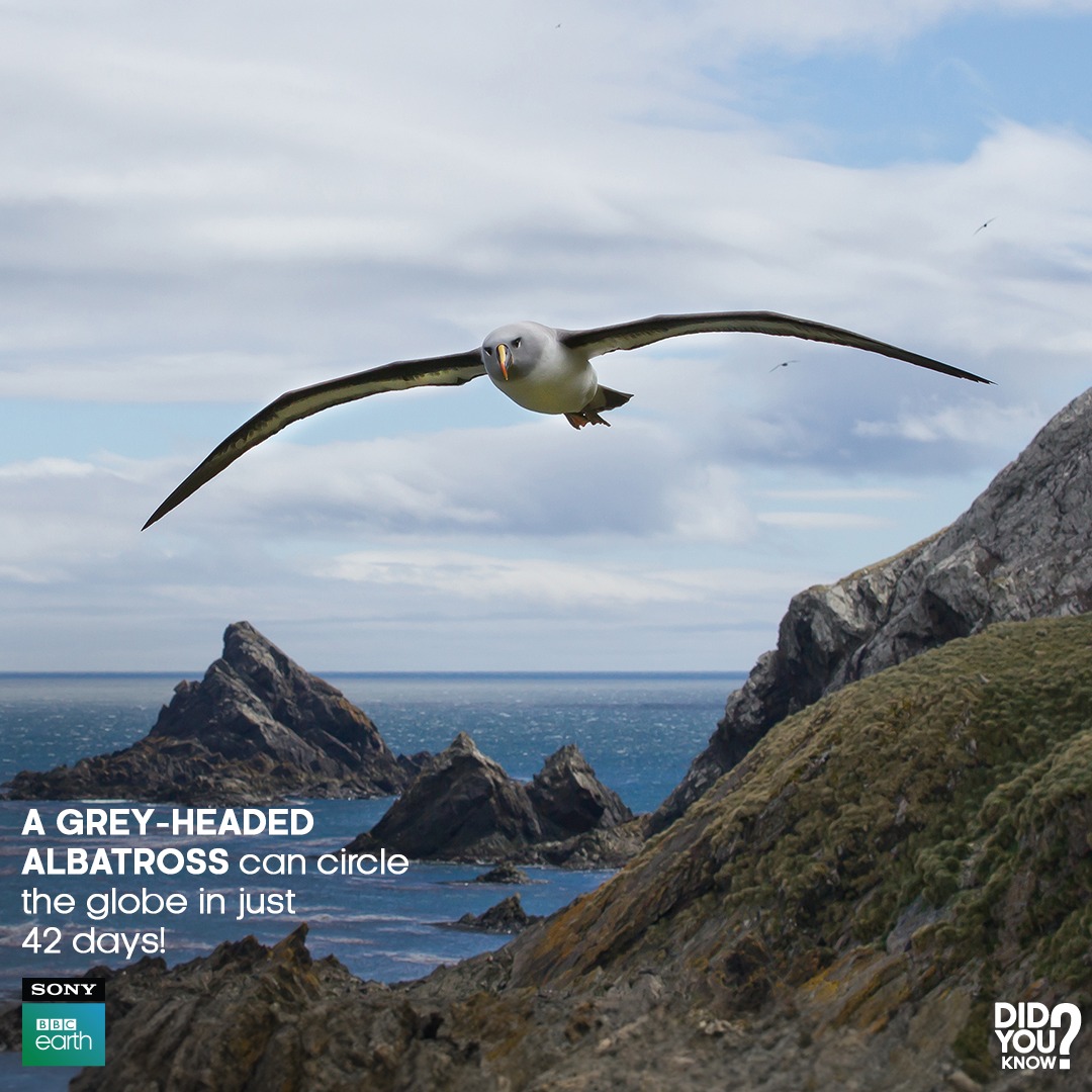 This fascinating bird even holds a Guinness World Record for the fastest horizontal flier in the world. ​

#SonyBBCEarth #FeelAlive #Nature #Wildlife #DidYouKnow  #GreyHeadedAlbatross