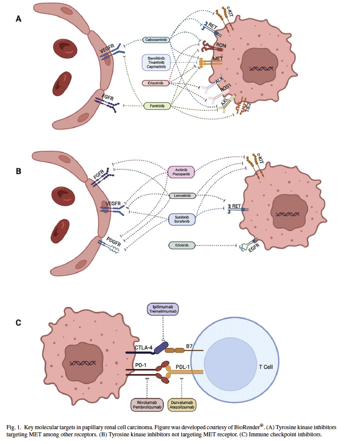 Kidney Cancer tweet media